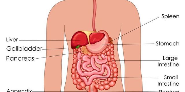 Detail Gambar Alat Pencernaan Pada Manusia Nomer 19