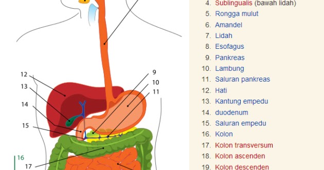 Detail Gambar Alat Pencernaan Pada Manusia Nomer 21