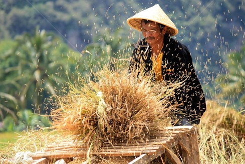 Gambar Alat Penen Padi Beserta Penjelasanya - KibrisPDR