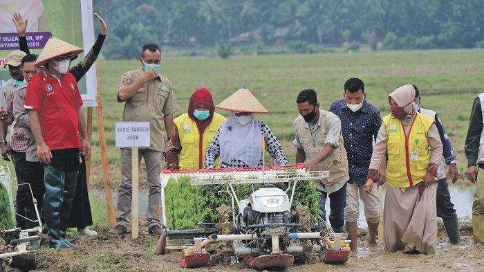 Detail Gambar Alat Penen Padi Beserta Penjelasanya Nomer 16