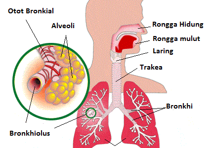 Detail Gambar Alat Pernapasan Manusia Nomer 19