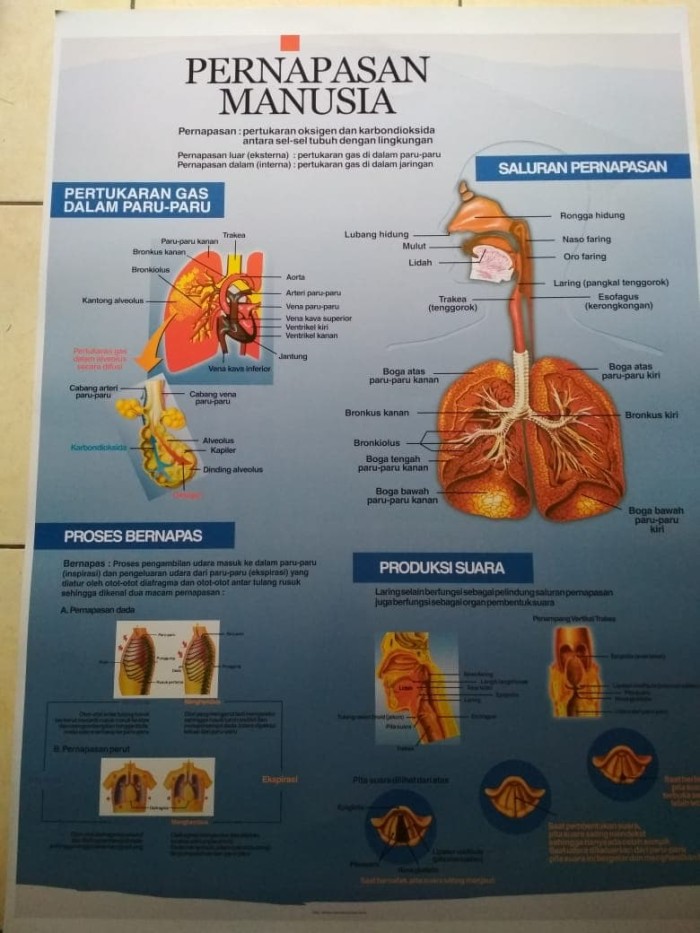 Detail Gambar Alat Pernapasan Manusia Nomer 47