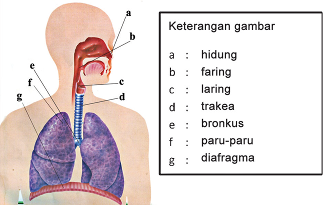 Detail Gambar Alat Pernapasan Manusia Beserta Keterangan Nomer 11