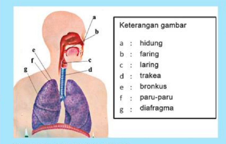 Detail Gambar Alat Pernapasan Manusia Beserta Keterangan Nomer 20