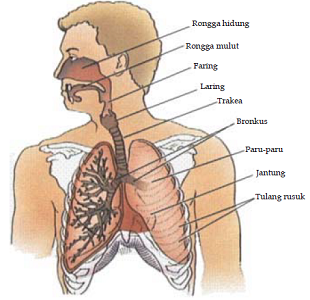 Detail Gambar Alat Pernapasan Manusia Beserta Keterangan Nomer 21