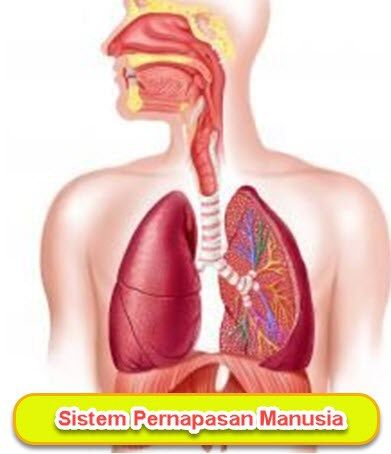 Detail Gambar Alat Pernapasan Manusia Beserta Keterangan Nomer 22