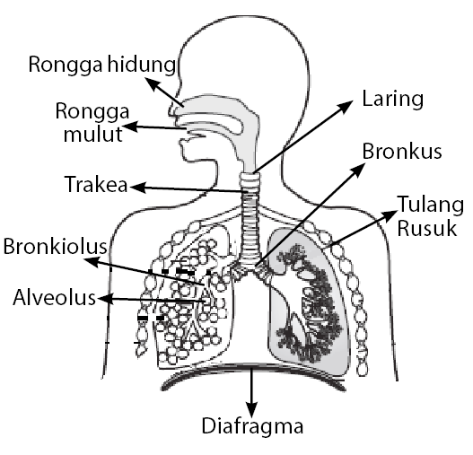 Detail Gambar Alat Pernapasan Manusia Beserta Keterangan Nomer 4