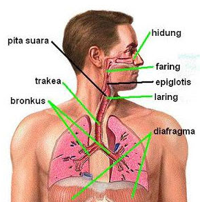 Detail Gambar Alat Pernapasan Manusia Beserta Keterangan Nomer 40