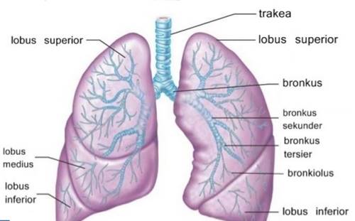 Detail Gambar Alat Pernapasan Manusia Beserta Keterangan Nomer 48