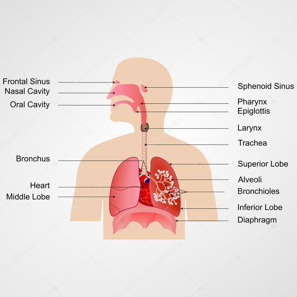 Detail Gambar Alat Pernapasan Manusia Beserta Keterangan Nomer 54