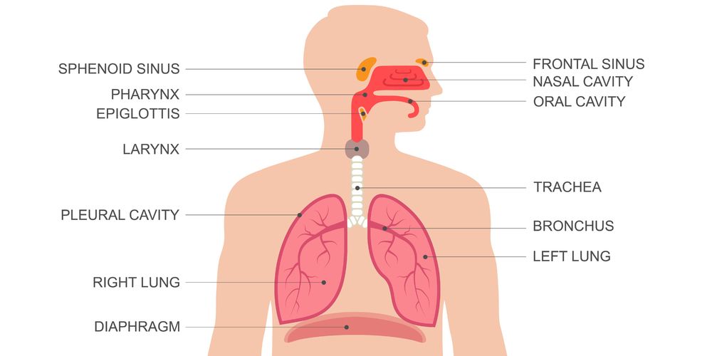 Detail Gambar Alat Pernapasan Manusia Beserta Keterangannya Nomer 3