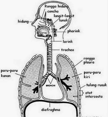 Detail Gambar Alat Pernapasan Manusia Beserta Keterangannya Nomer 26