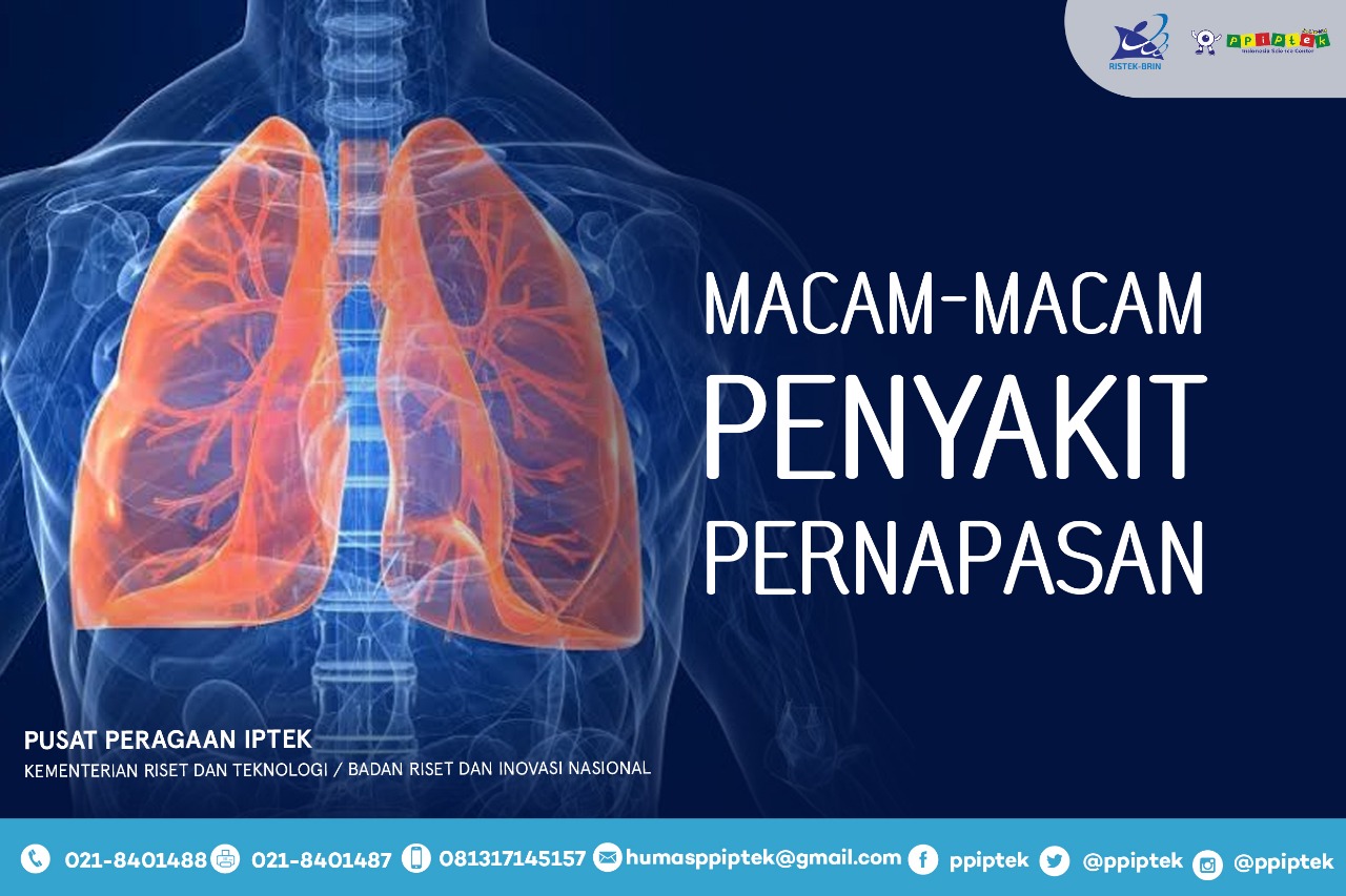 Detail Gambar Alat Pernapasan Manusia Beserta Keterangannya Nomer 28