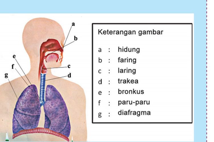 Detail Gambar Alat Pernapasan Manusia Beserta Keterangannya Nomer 35