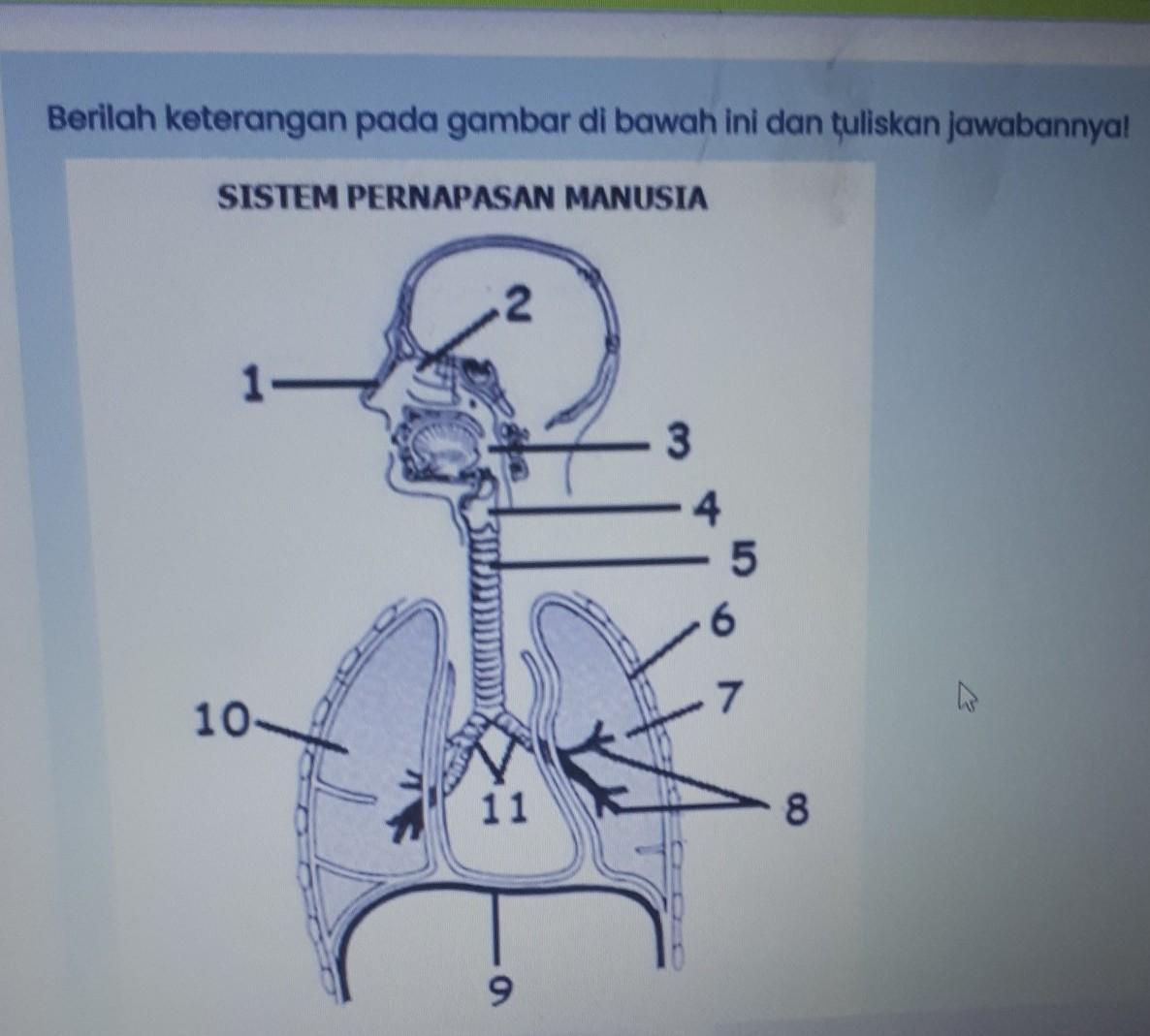 Detail Gambar Alat Pernapasan Manusia Beserta Keterangannya Nomer 36