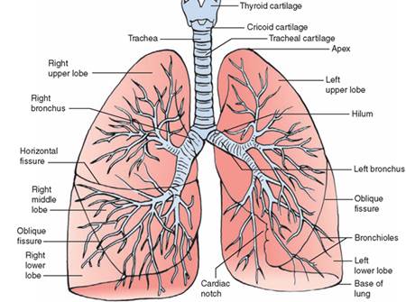 Detail Gambar Alat Pernapasan Manusia Beserta Keterangannya Nomer 40