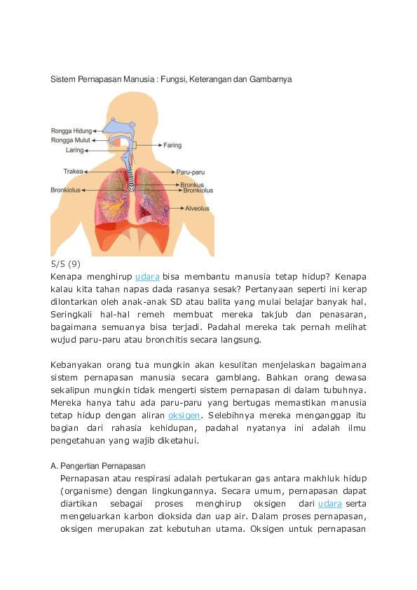 Detail Gambar Alat Pernapasan Manusia Beserta Keterangannya Nomer 42