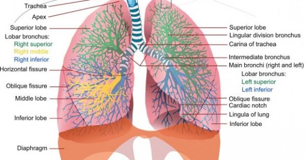 Detail Gambar Alat Pernapasan Manusia Beserta Keterangannya Nomer 45