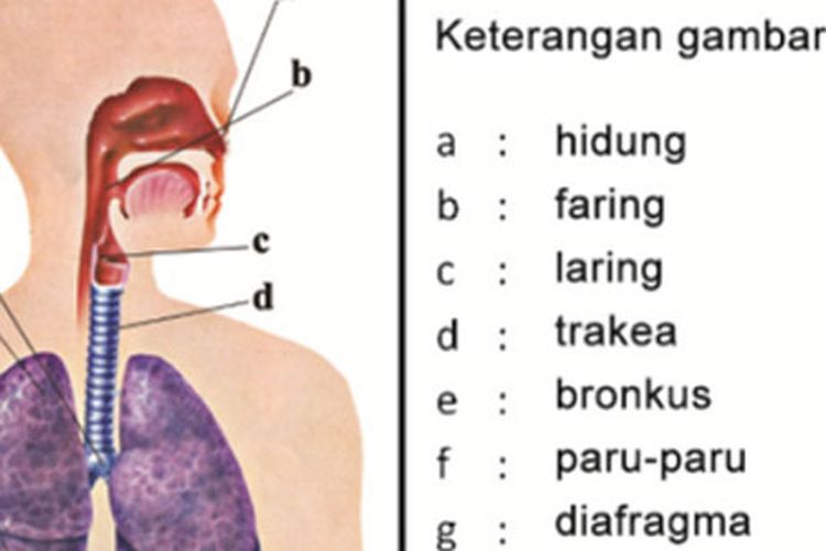 Detail Gambar Alat Pernapasan Manusia Beserta Keterangannya Nomer 55