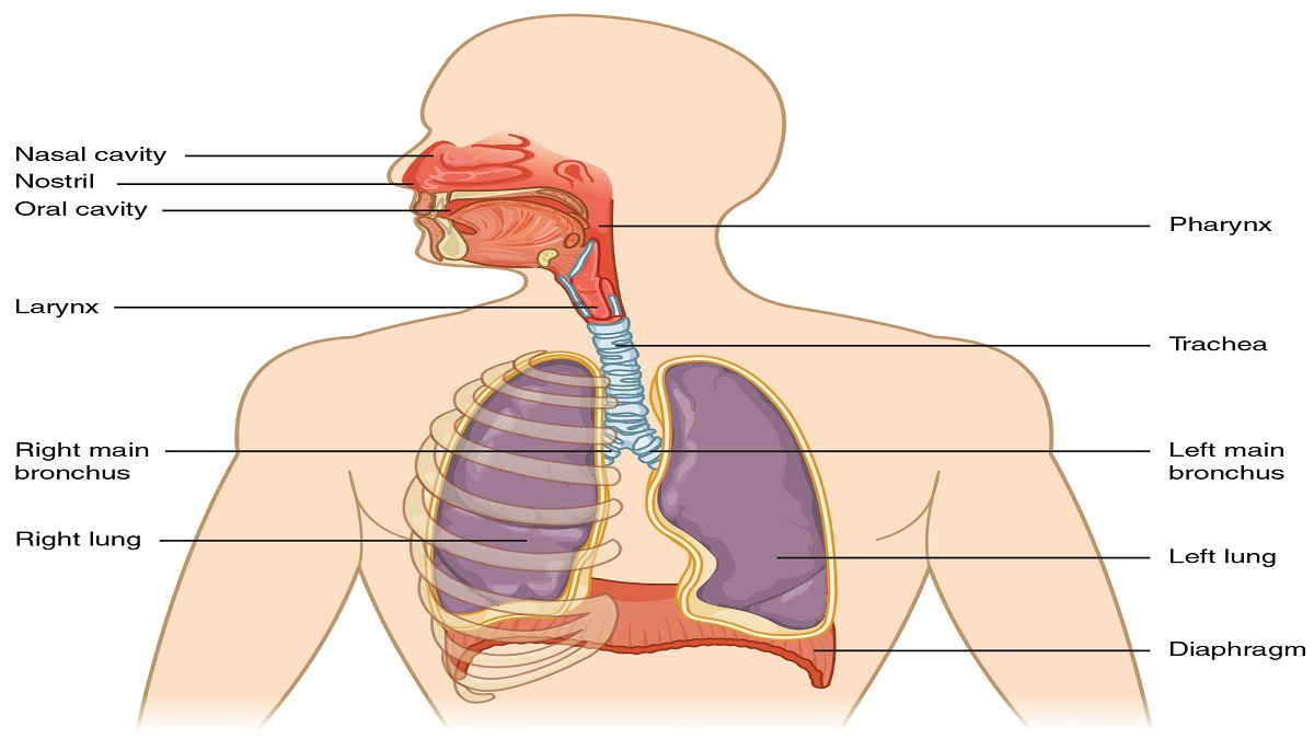 Detail Gambar Alat Pernapasan Manusia Dan Fungsinya Nomer 3