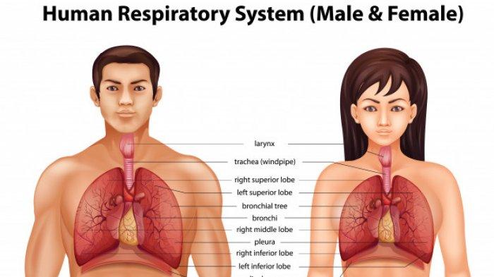 Detail Gambar Alat Pernapasan Manusia Dan Fungsinya Nomer 32