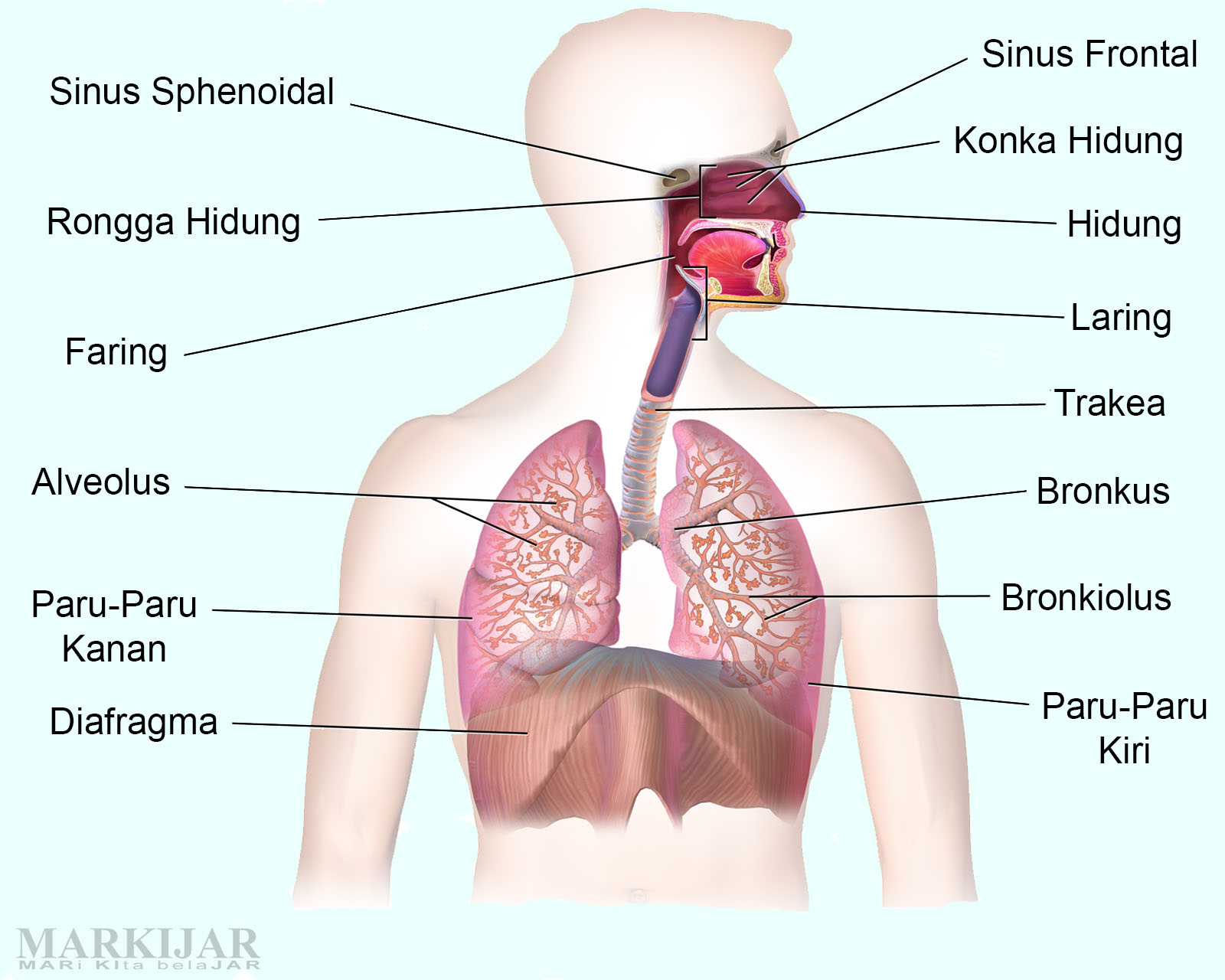 Detail Gambar Alat Pernapasan Pada Manusia Nomer 9