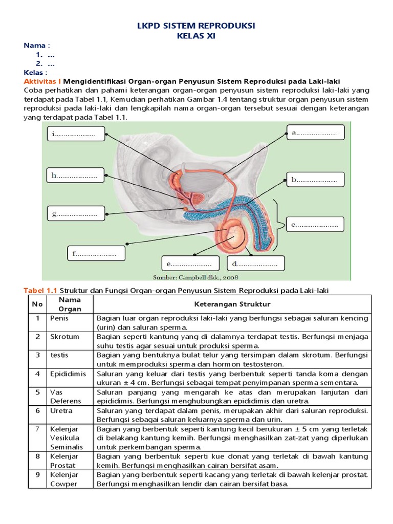 Detail Gambar Alat Reproduksi Laki Laki Beserta Fungsinya Nomer 25