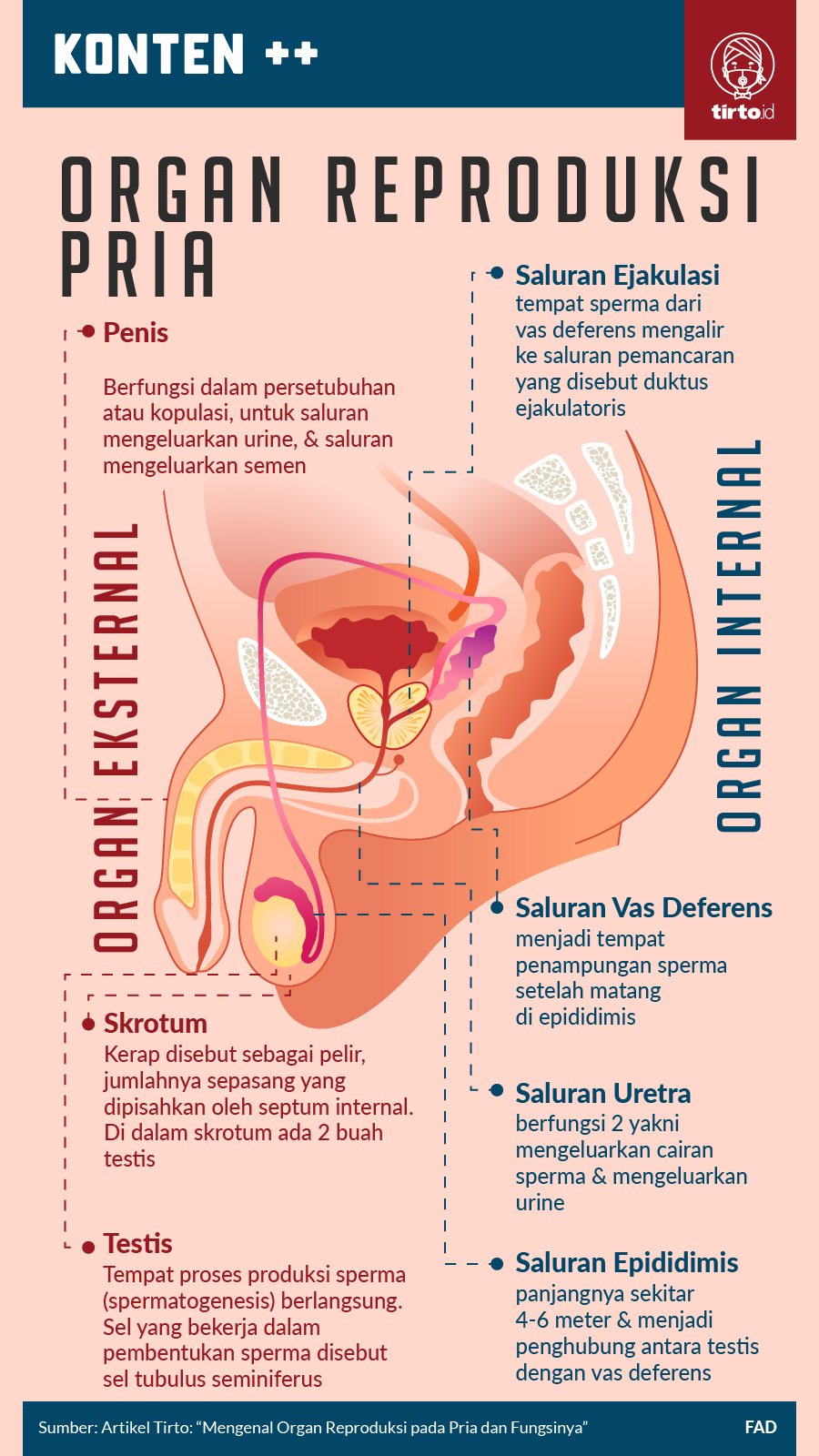 Detail Gambar Alat Reproduksi Laki Laki Beserta Fungsinya Nomer 40