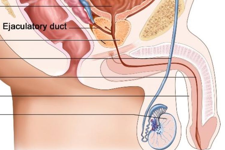 Detail Gambar Alat Reproduksi Manusia Nomer 4