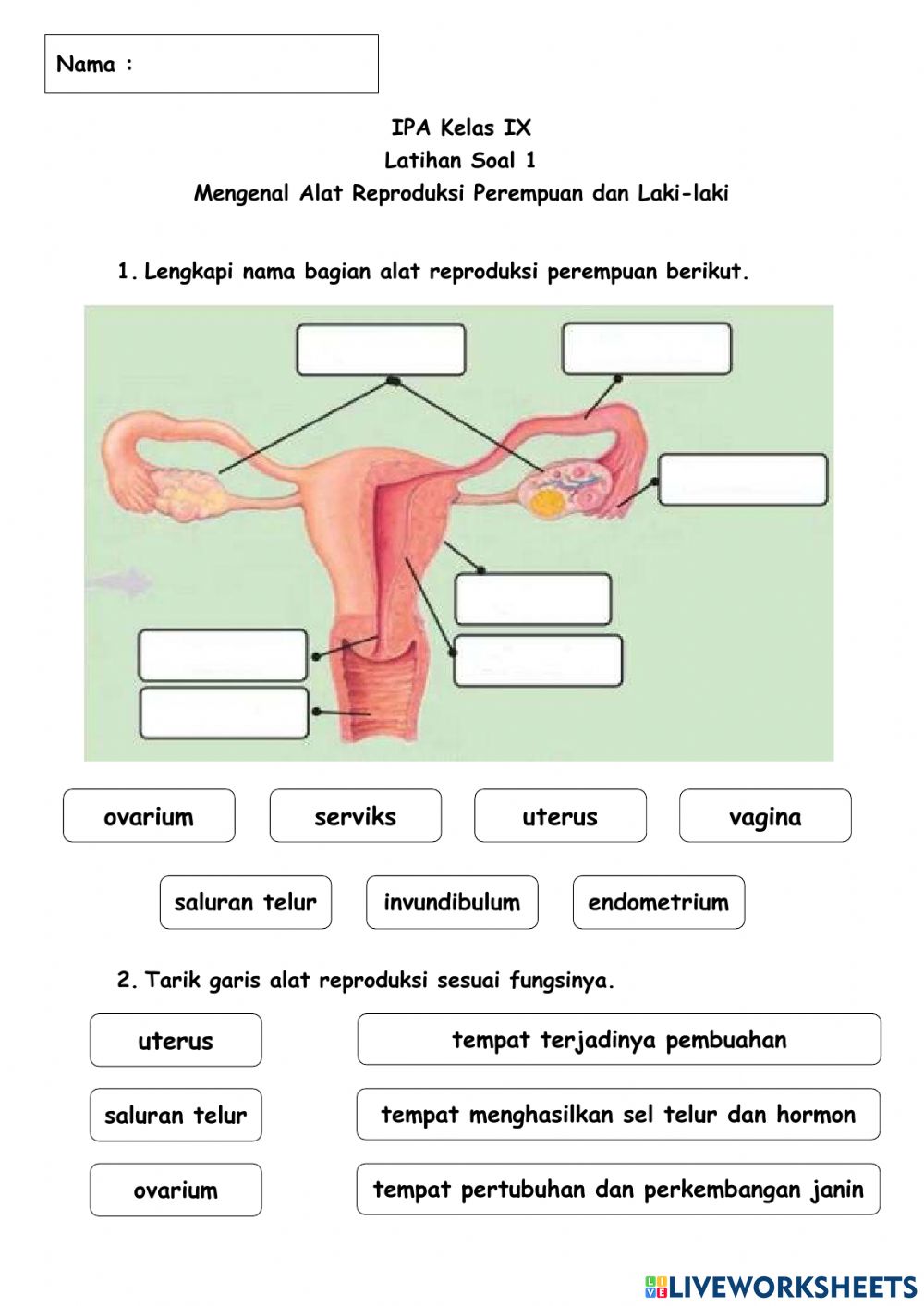 Detail Gambar Alat Reproduksi Manusia Nomer 34