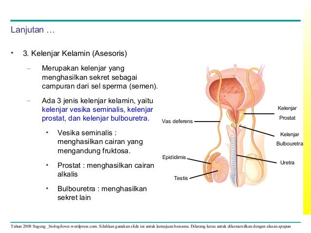 Detail Gambar Alat Reproduksi Manusia Nomer 40