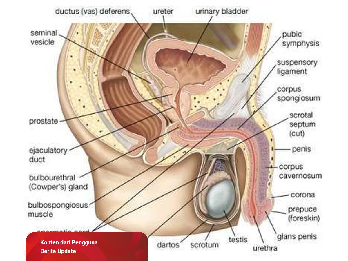 Detail Gambar Alat Reproduksi Manusia Nomer 50