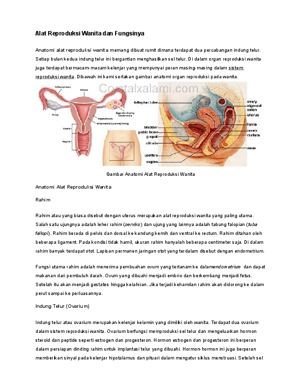 Detail Gambar Alat Reproduksi Pria Beserta Keterangan Nomer 32