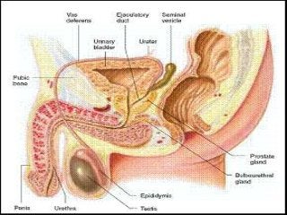 Detail Gambar Alat Reproduksi Pria Beserta Keterangan Nomer 33