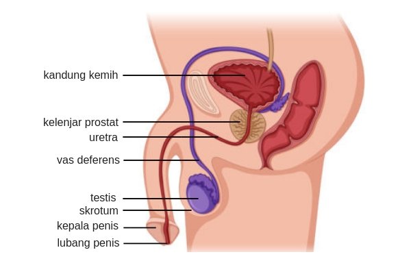 Gambar Alat Reproduksi Pria Dan Fungsi - KibrisPDR