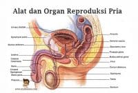 Detail Gambar Alat Reproduksi Pria Dan Fungsi Nomer 15