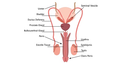 Detail Gambar Alat Reproduksi Pria Dan Fungsi Nomer 24