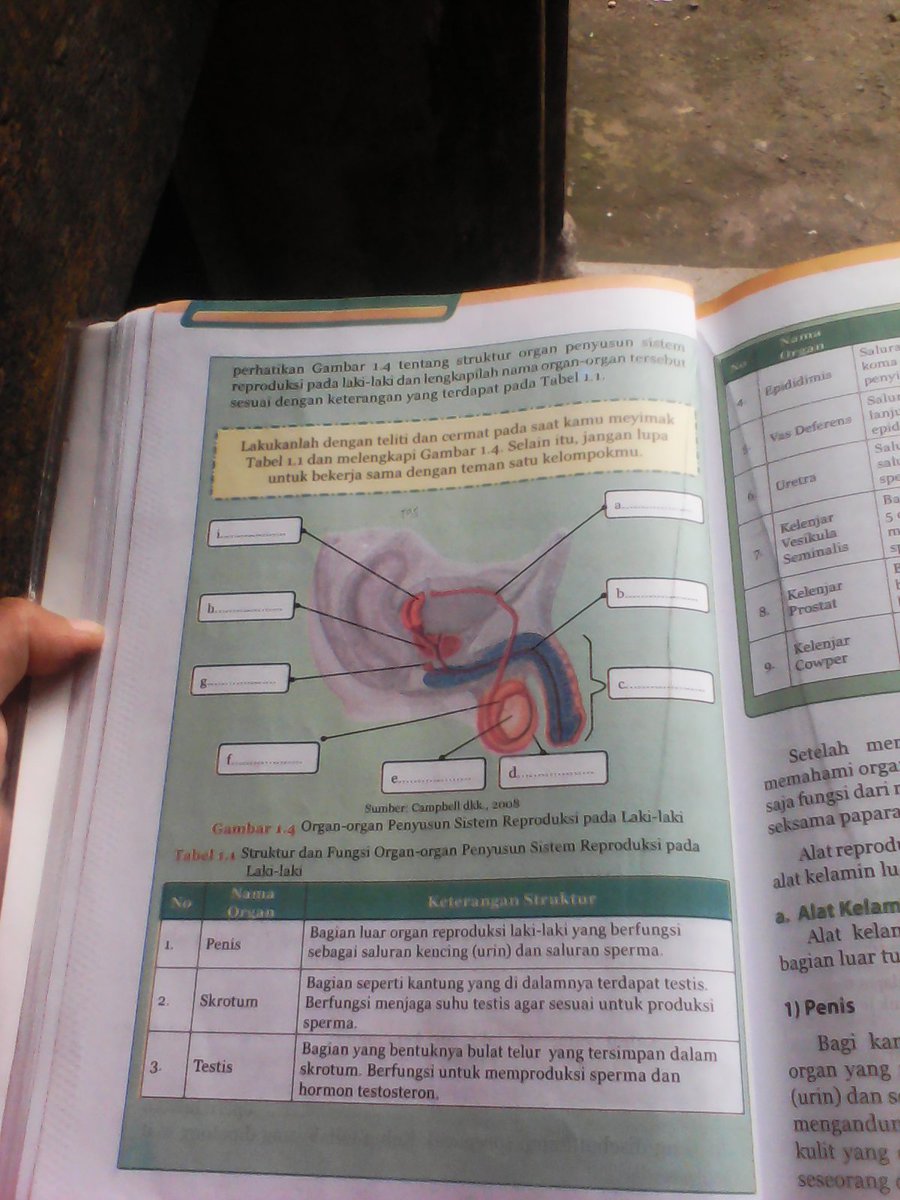 Detail Gambar Alat Reproduksi Pria Dan Fungsi Nomer 45