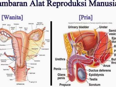 Detail Gambar Alat Reproduksi Pria Dan Fungsi Nomer 10