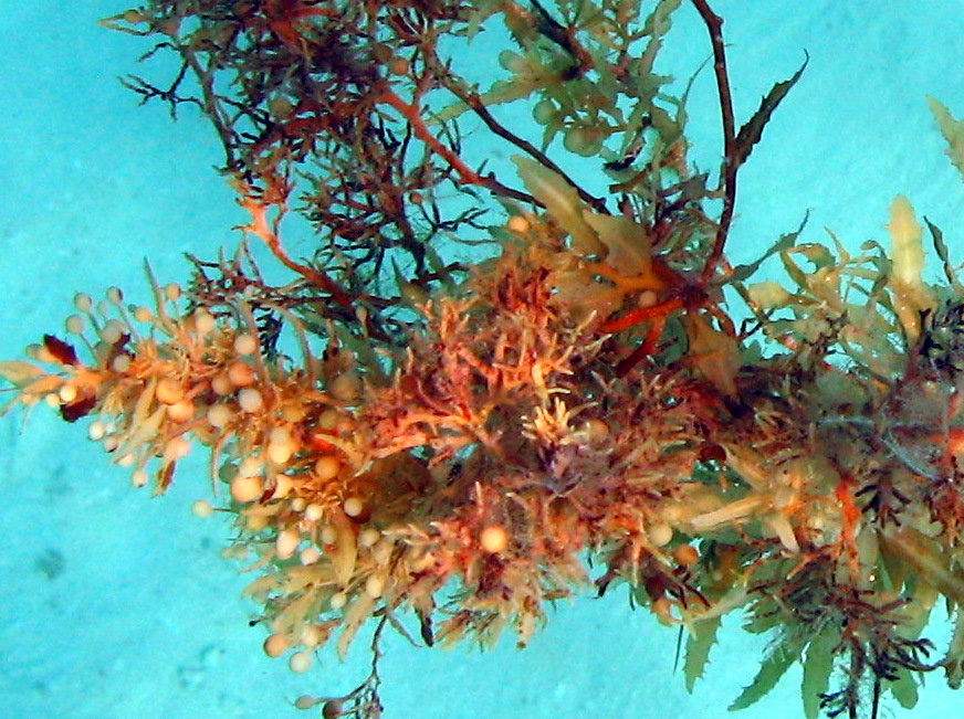 Detail Gambar Alga Sargassum Nomer 4