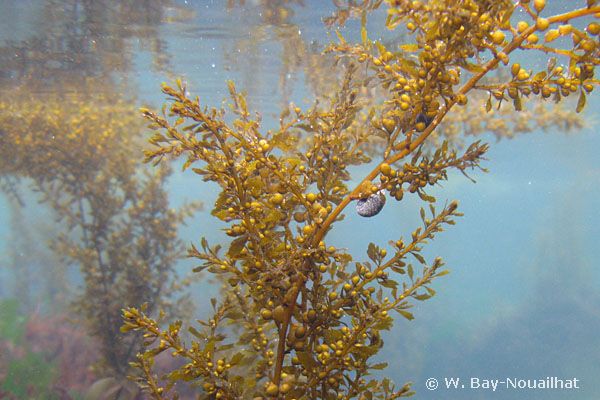 Detail Gambar Alga Sargassum Nomer 5