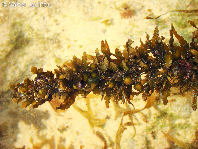 Detail Gambar Alga Sargassum Nomer 6