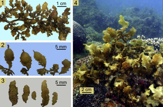 Detail Gambar Alga Sargassum Nomer 7