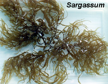 Detail Gambar Alga Sargassum Nomer 10