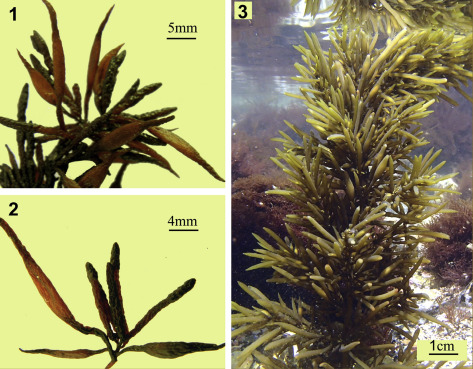 Detail Gambar Alga Sargassum Nomer 11