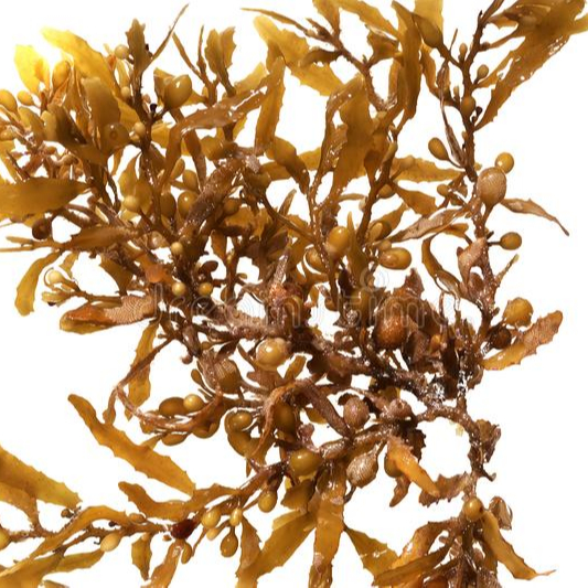 Detail Gambar Alga Sargassum Nomer 12