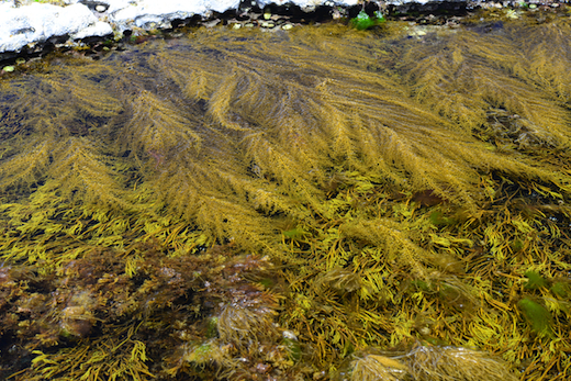 Detail Gambar Alga Sargassum Nomer 13