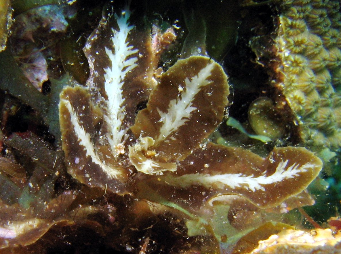 Detail Gambar Alga Sargassum Nomer 15