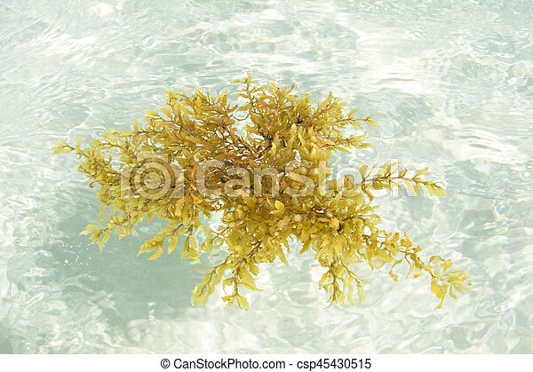 Detail Gambar Alga Sargassum Nomer 16