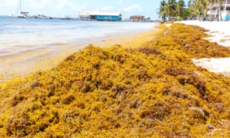 Detail Gambar Alga Sargassum Nomer 19